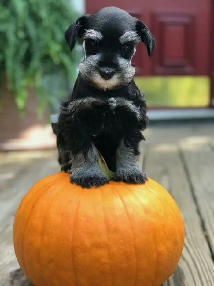 Miniature Schnauzer