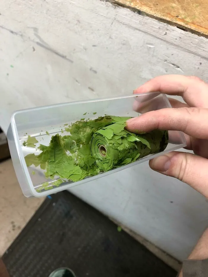 Acabo de encontrar un viejo rollo de bolsas de popó biodegradables, realmente se desintegran como se anuncia