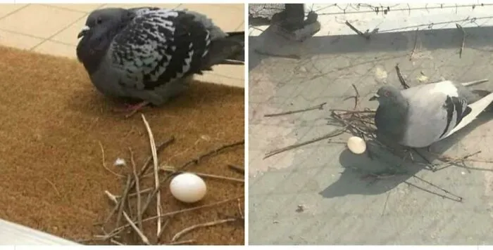 … de hacer un nido 