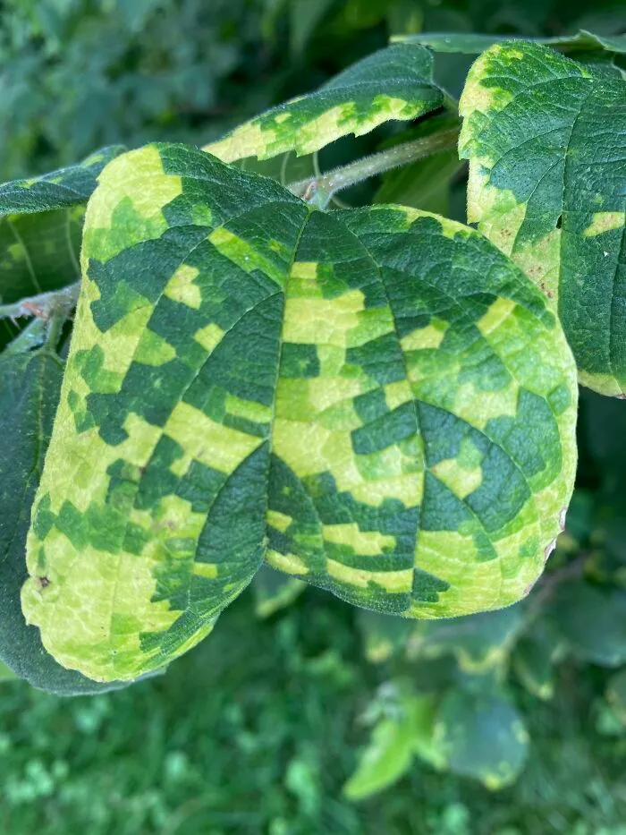 Esta hoja enferma que parece pixelada