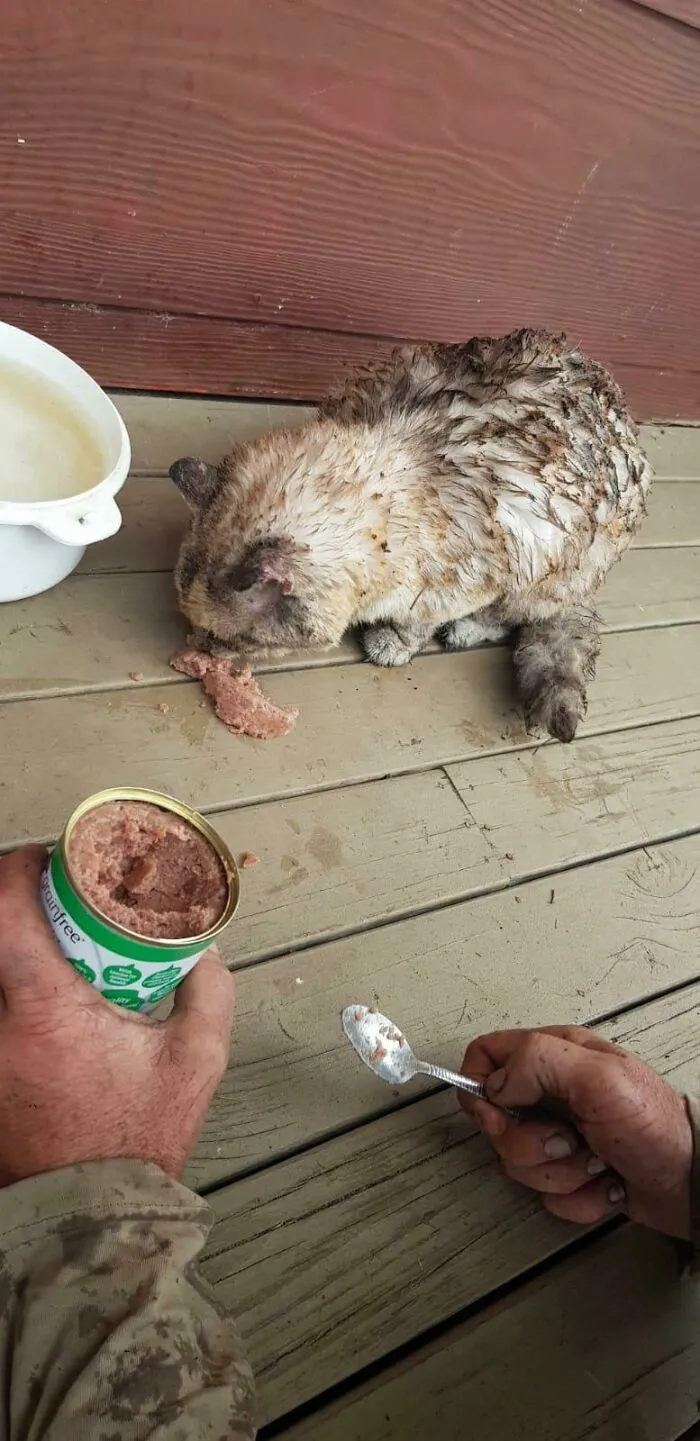 Nuestro gato volvió a casa tras desaparecer durante 7 días en los incendios. Está algo quemado pero sobrevivirá. Lo dábamos por perdido cuando el fuego abrasó casi toda nuestra propiedad. Es genial volver y encontrarlo vivo
