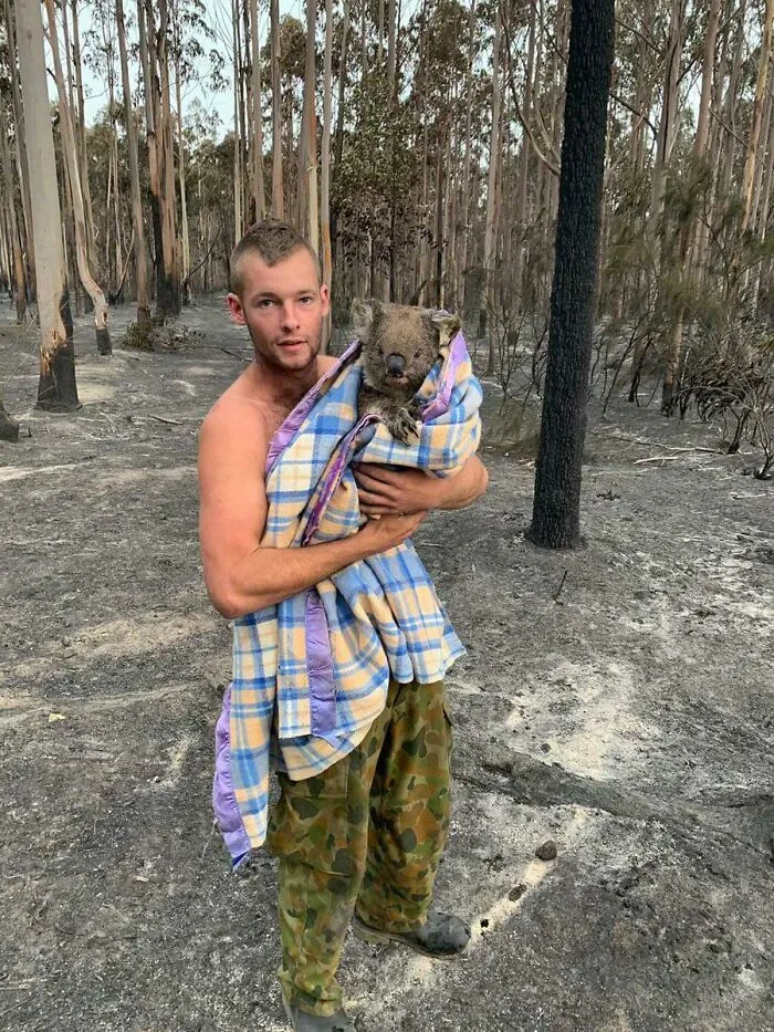 Se llama Patrick Boyle. Caminó por Mallacoota buscando animales heridos. Este es uno de los koalas que rescató