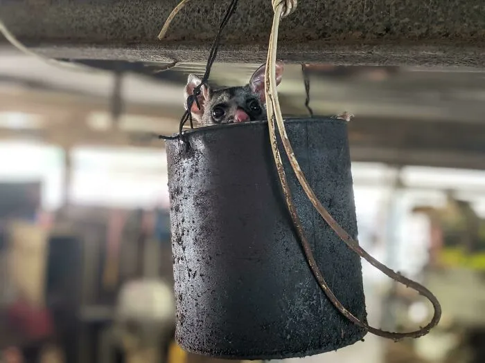 Esta zarigüeya de relax en el taller donde trabajo