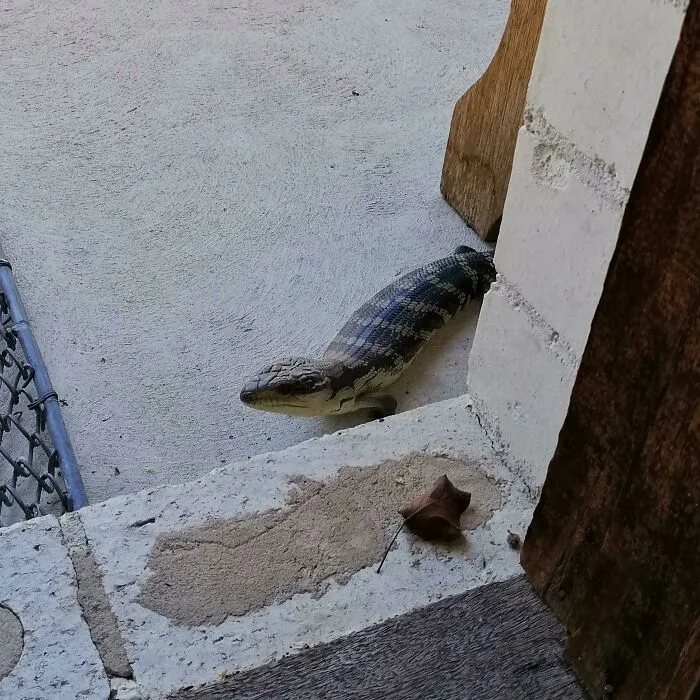 Este pobre debía llevar días atrapado en mi cobertizo y lo rescaté. 10 minutos después vino a la puerta a darme las gracias y se fue a comer ciruelas