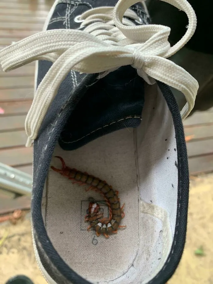 The Morning Shoe Check (Before We Put Them On) Saved My Wife A Bit Of Pain Today