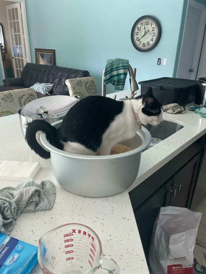 Turned My Back For A Minute And She Peed In 20 Cups Of Uncooked Rice