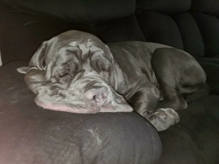Thought My Melting Dog Deserved To Be Here As Well