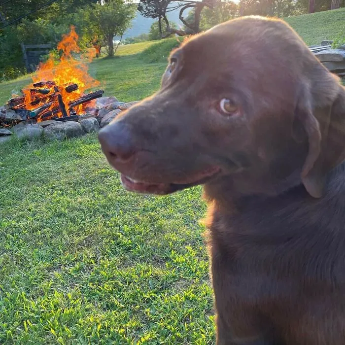 My Mom Took This Picture Of Our Dog And Also Doesn't Know Memes