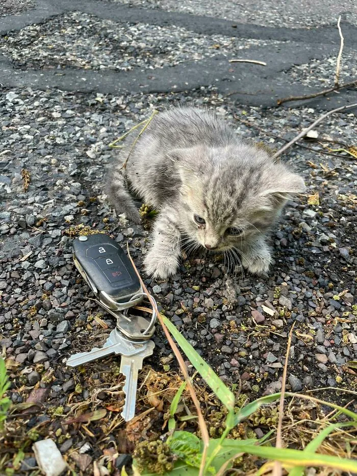 ¡Casi destrozo mi camión intentando esquivar a este cabeza de chorlito! Se llama Tank y no le tiene miedo a nada 