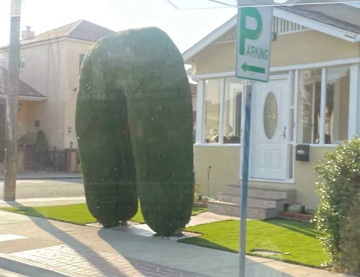Hedge Archway In The Neighborhood