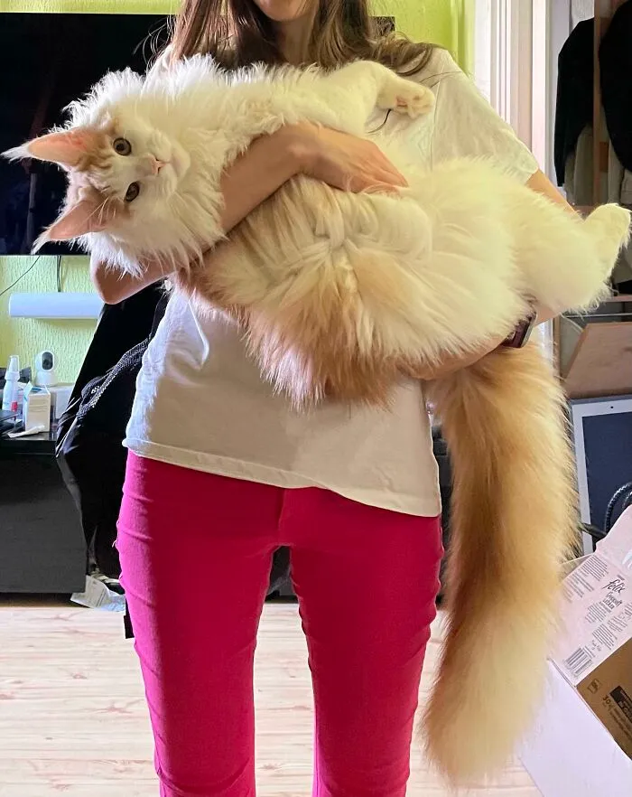 An Absolute Unit Of A Cat