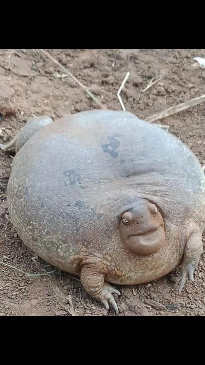 Frog Turned Unit?