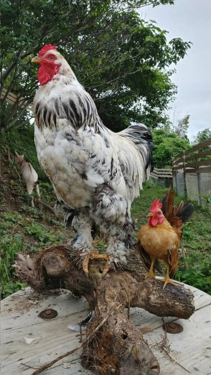 Largest Breed Of Chicken And Smallest Breed Of Chicken