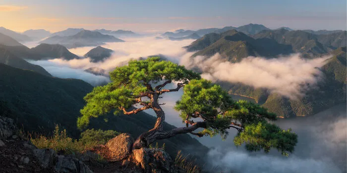 Glad To See My Favorite Tree Standing Healthy After This Year's Numerous Typhoons And Landslides, South Korea