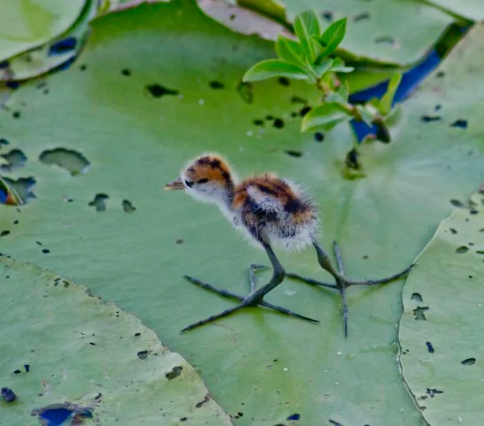 A Cute Baby Jacana With Its Massive Legs