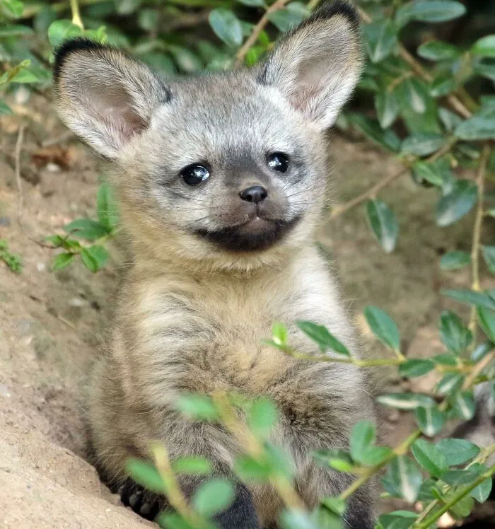Baby Bat-Eared Fox