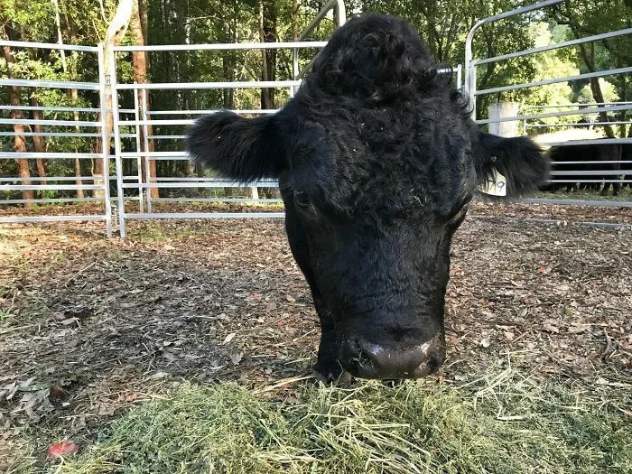 This Cow Has No Body