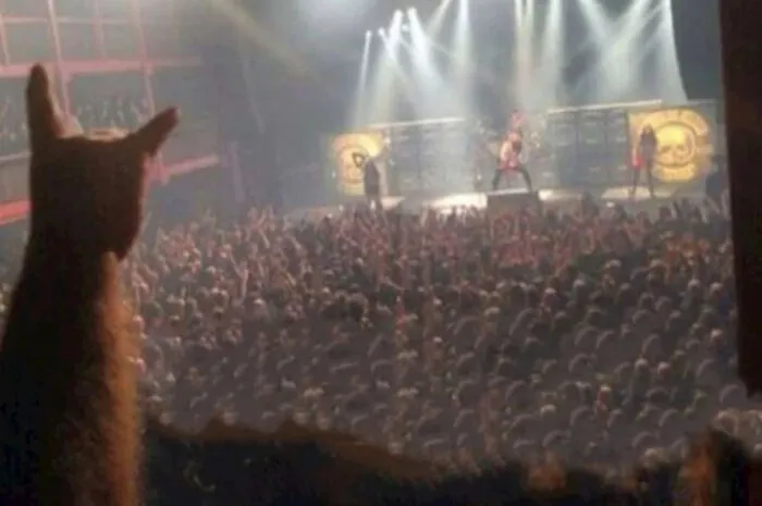 Cat Enjoying A Rock Concert