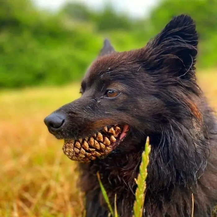 Chico de dientes afilados