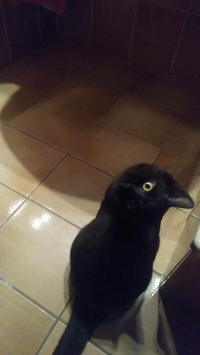 Cat Shapes Like A Bird
