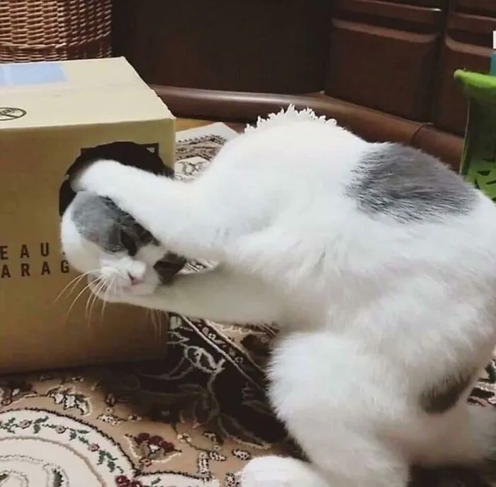 This Cat Assembling Itself