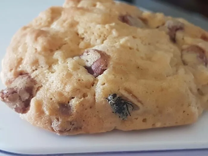 Accidentally Baked A Fly Into My Cookies