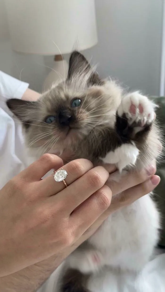 In A Span Of Two Days We Adopted This Baby And Got Engaged 