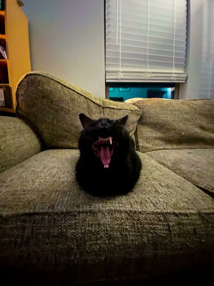 Tiene 12 años y se llama George. He adoptado a un Desdentao