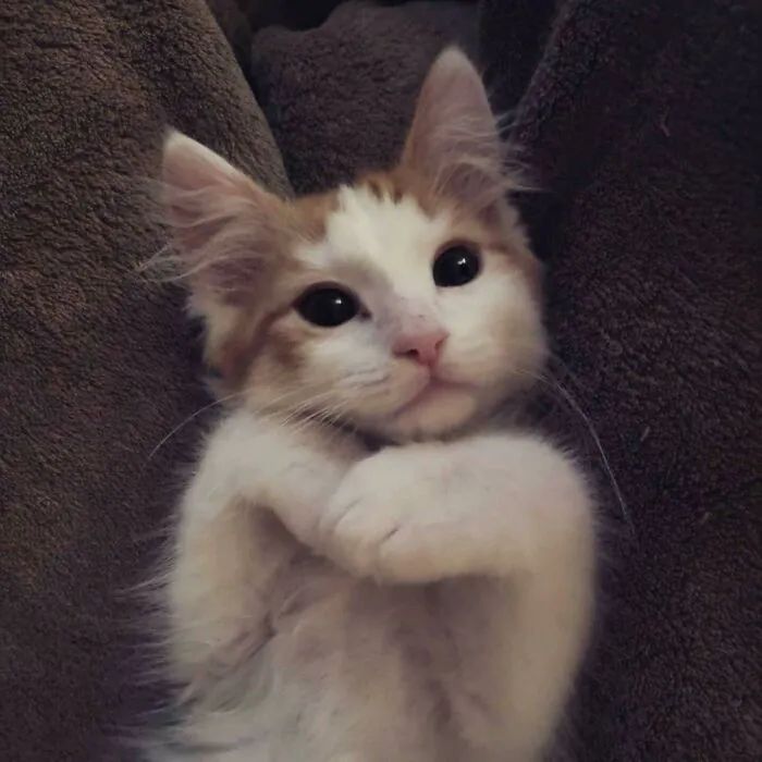 Just Adopted This Precious Little Man. Desperate For Name Ideas!!
