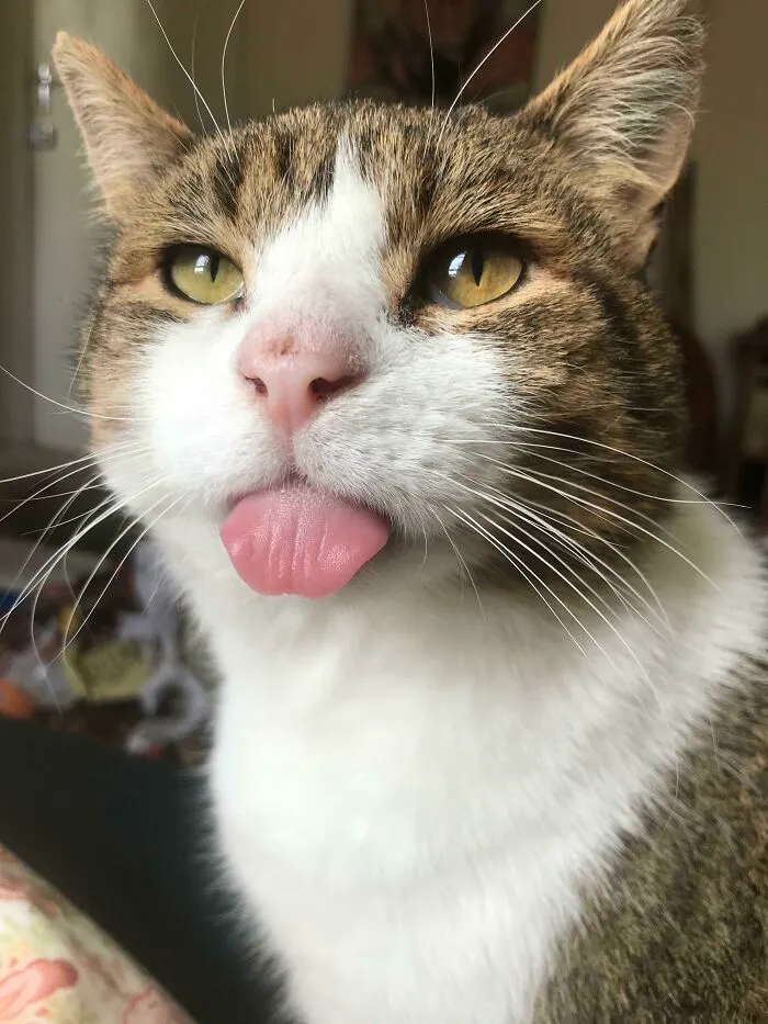 Este es Pudding, no tiene dientes así que se le sale la lengua