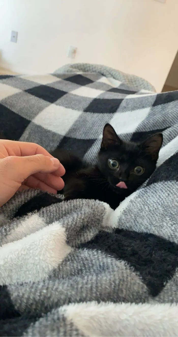 Este es Salem y le gusta sacar la lengua