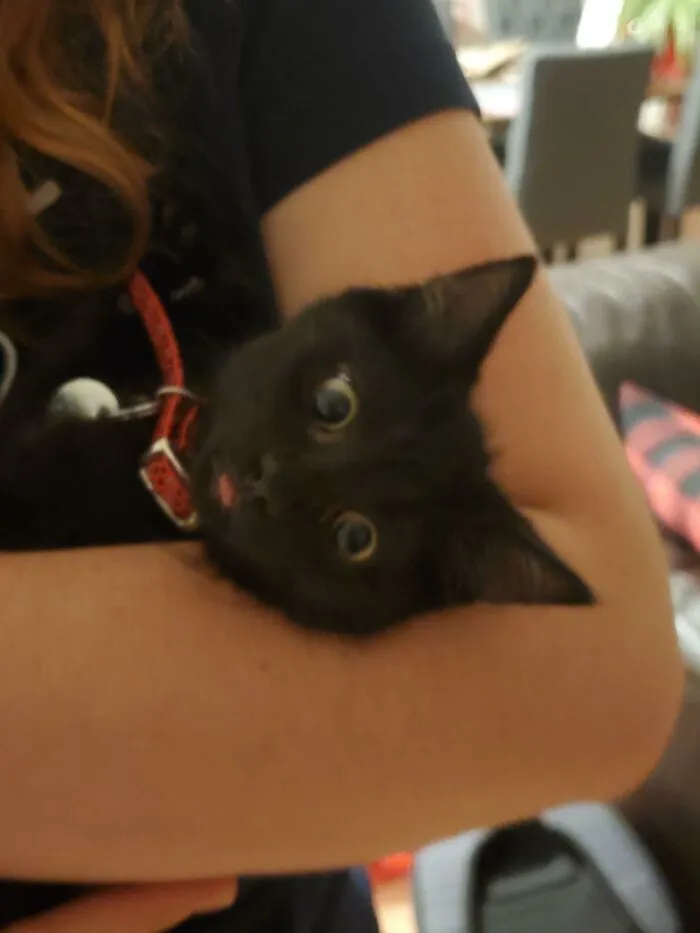 Adopted From The Nearest Shelter
