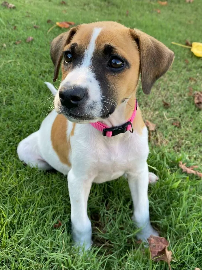 Just Adopted This Little Nugget. She Needs A Name