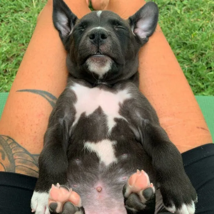 Adoptado ayer. Se llama Shiva y le encanta dormir