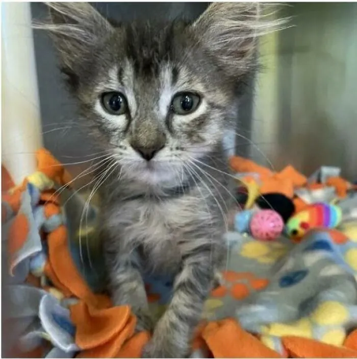 My Son Has Wanted A Cat For A Long Time, And Asked Me If He Could Get One If He Paid For The Adoption And Monthly Expenses