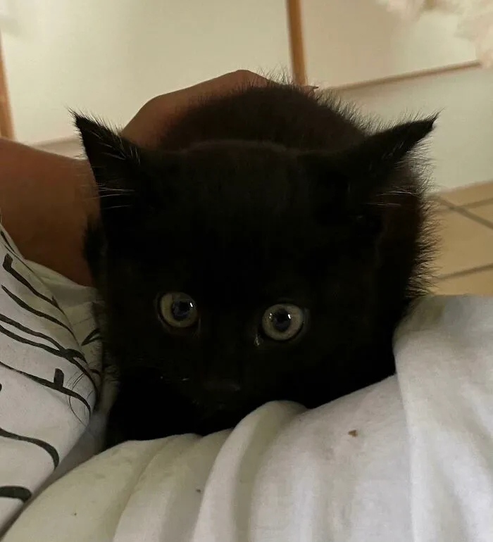 Gatito feral que acabamos de adoptar
