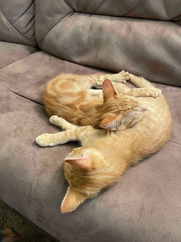 Waffles y Pancake, hermanos de 14 semanas, los he adoptado