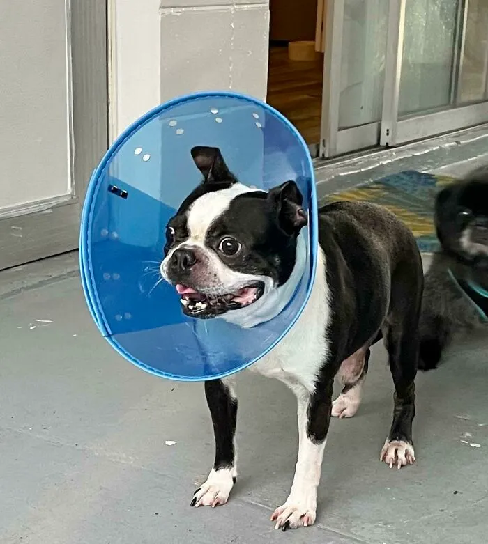 I Adopted Otto, An 8 Year Old Boston Terrier From The Shelter Last Week. This Was His Face When He Saw His New Home For The First Time