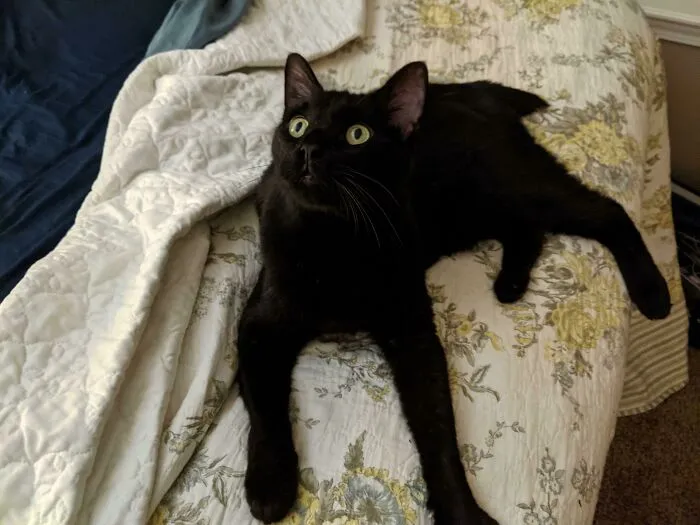 Adopted This Void 3 Days Ago. Meet Bagheera