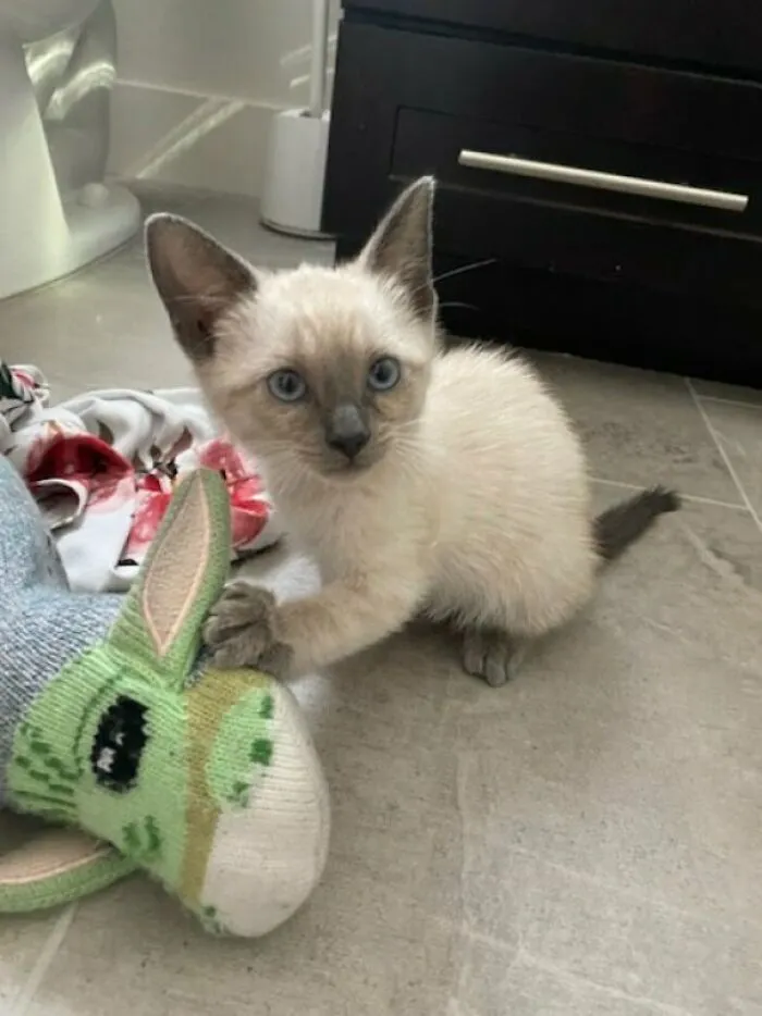 Today, We Adopted A Kitty Rescued Off The Streets 3 Days Ago