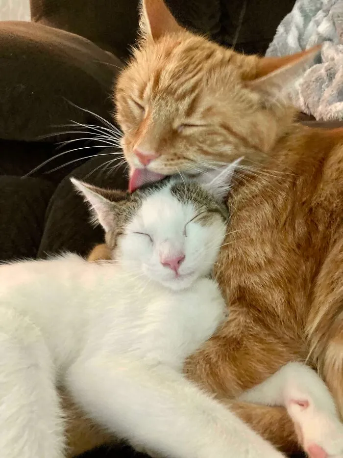 He adoptado un gatito para mi gato. Parece que va bien