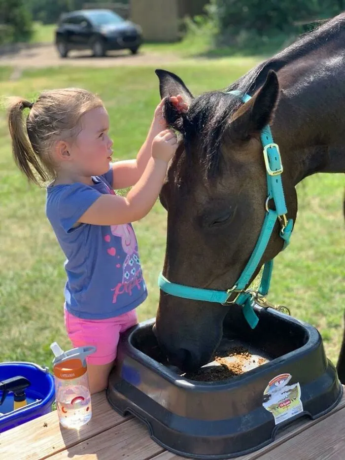 Adoptamos a un caballo que iba a ser sacrificado. Esta es mi hija de 2 años trenzándole la crin y cantándole mientras come