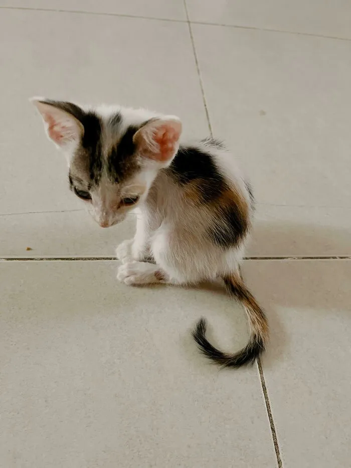 Mi gatito recién adoptado, Misa