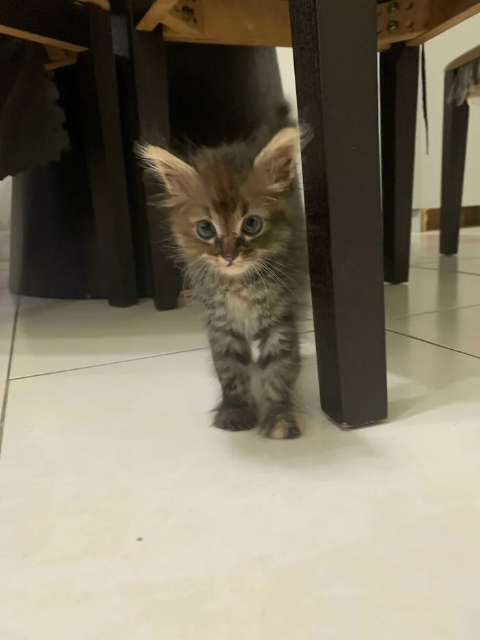 Adopted This Cutie A Week Ago And So Far She’s Been A Devil Child But My Family Loves Her