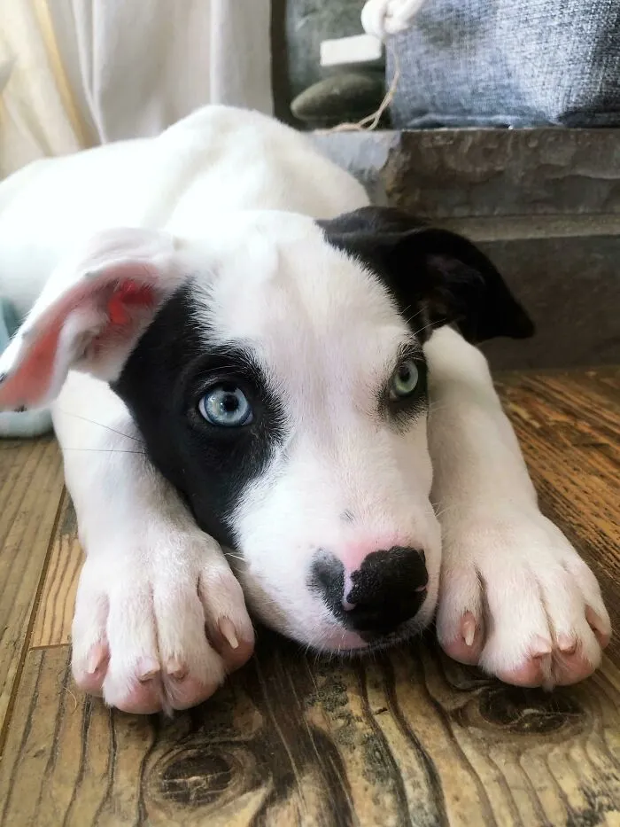 Just Adopted This Doge From The Pound- I Think She’s Good Luck