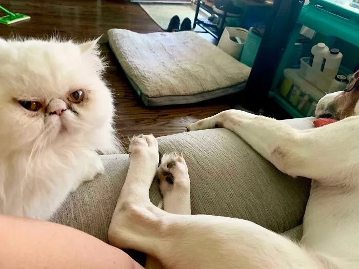We Adopted A Dog A Few Weeks Ago And The Cat Is Finally Ready To Hate Him Up Close