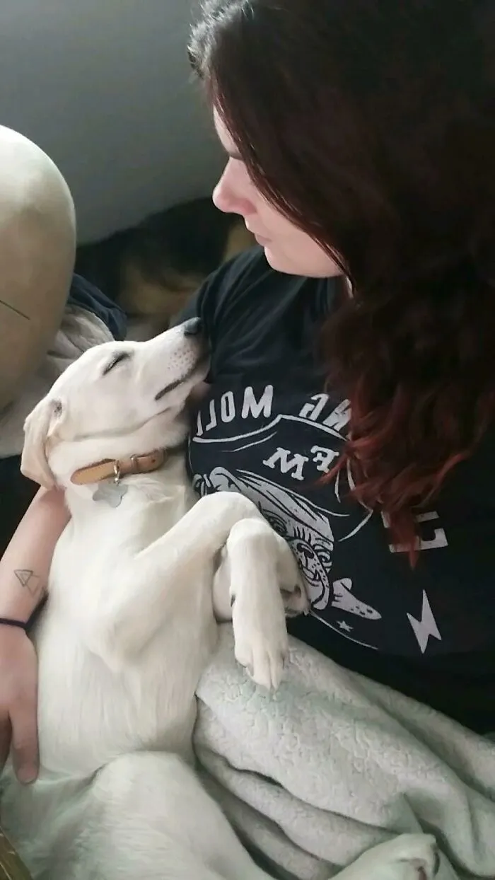 Last Weekend My Girlfriend Witnessed A Drink Driver Roll Their Car. The Puppy Was Ejected From The Vehicle, She Saved Him. Yesterday, I Adopted Him