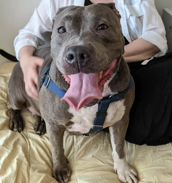 We Just Adopted 75lbs Of Cuddles!