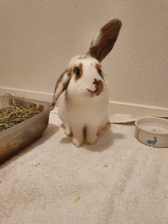 Name My Bun! We Just Adopted Him Out Of A Bad Situation And Need A Name