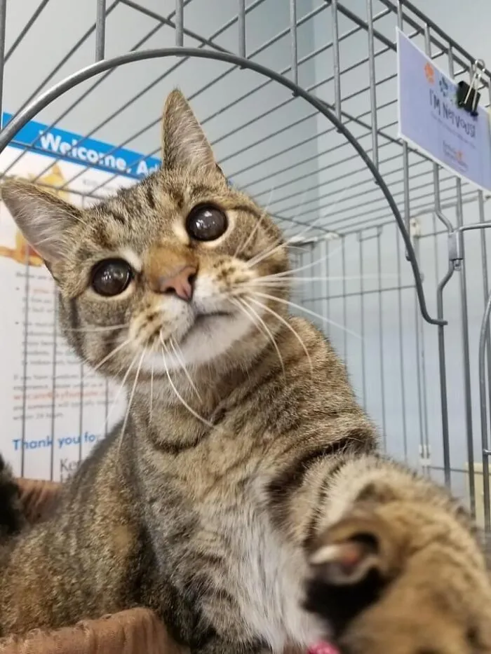 Acabamos de adoptar a Cosmo. Tiene ojos de galaxia